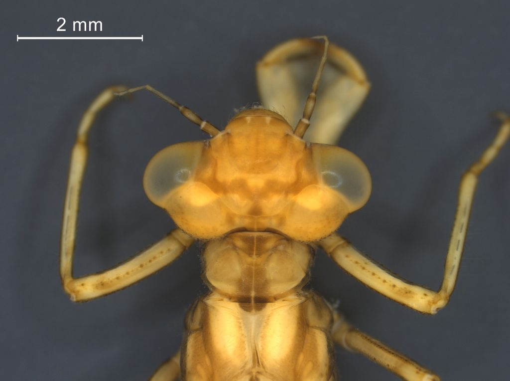 Enallagma cyathigerum